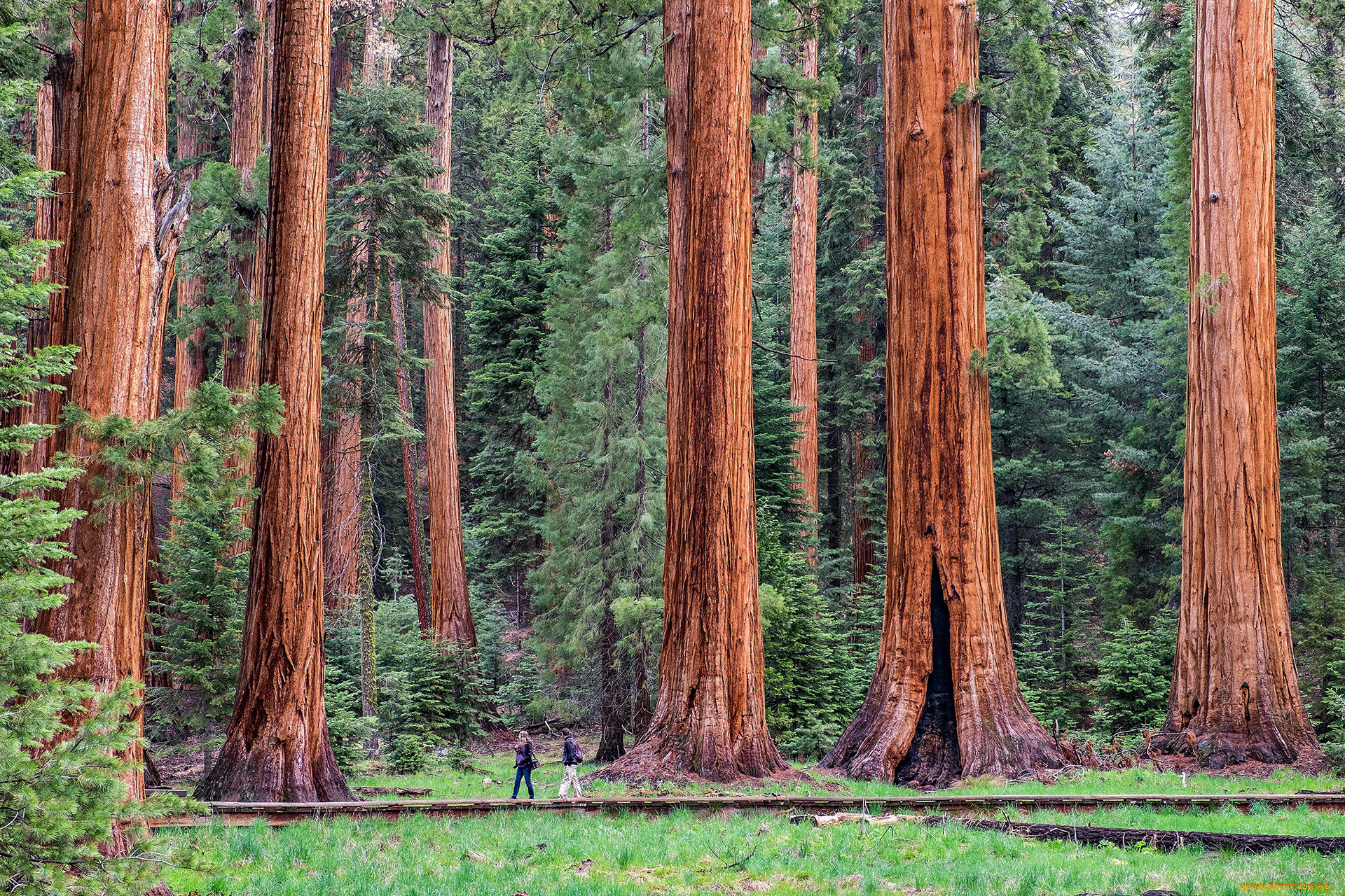 giant sequoia, , , , , , giant, sequoia